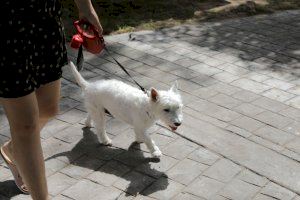 El Ayuntamiento lanza una campaña para promover el registro de las mascotas paterneras en el censo del ADN canino