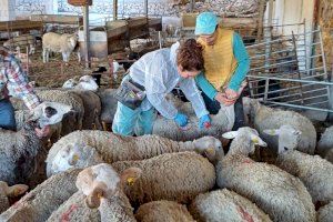 La Comunitat Valenciana empieza la vacunación contra la enfermedad de la lengua azul de la cabaña ganadera alicantina