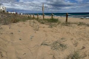 Recuperación de las dunas en Torrevieja: un paso hacia la preservación del medio ambiente costero