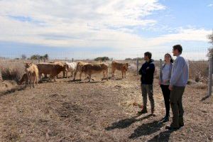 El Ayuntamiento de Torreblanca recupera la ganadería extensiva en el Prat después de dos décadas de abandono