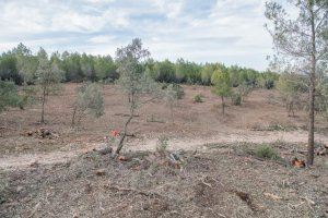 L’Ajuntament de Bocairent du a terme una nova campanya de treballs forestals a la serra de Mariola