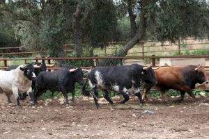 Fira d'Onda 2024: confirmados los toros de Torrestrella para el primer encierro