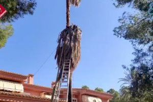 VÍDEO | Queda soterrat dins d'una palmera a 15 metres d'altura a Novelda