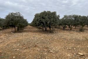 El Registro de Plantaciones Forestales Temporales de la Comunitat Valenciana tramita 644 expedientes durante 2023