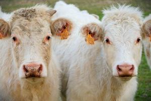 La Comunitat Valenciana compra de forma urgente 120.000 vacunas para evitar la epidemia de la lengua azul en las vacas