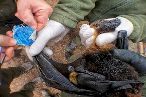 El equipo veterinario de Terra Natura Benidorm atiende con éxito a hembra de zorro volador en avanzado estado de gestación