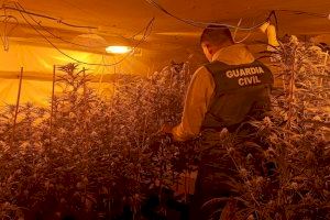 Un bosque de marihuana en una vivienda de okupas: esto es lo que se encontró la Guardia Civil en Turís y Chiva