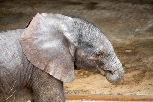 El “bebé” elefante de BIOPARC Valencia es macho y ya disfruta del beneficioso sol