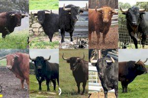 Sant Vicent obri la temporada taurina de la Vall d'Uixó: estos són els deu bous salvatges