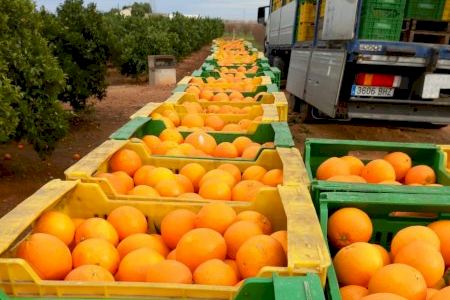 Naranjas a cambio de nada: A juicio una familia por estafar a doce agricultores en Vila-real