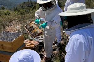 El apiario educativo de un pueblo de Castellón: un tesoro ambiental único en la Comunitat Valenciana y refugio ecológico para las abejas