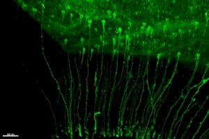 Investigadores del Instituto de Neurociencias descubren la implicación de linajes paralelos de células madre en la creación de neuronas