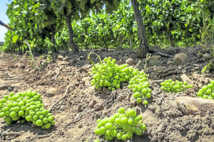LA UNIÓ demana a Agricultura que les ajudes a la collita en verd del raïm de vi siguen similars a les d'altres comunitats autònomes