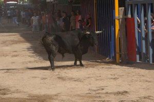 Sant Pasqual 2024 | Seis toros cerriles de El Montecillo recorrerán las calles de Vila-real el 11 de mayo
