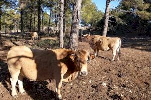 Sin brotación y a la espera de restricciones de agua: Así vive el campo valenciano la sequía