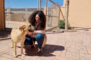 Alarmantes datos en Alicante: cada vez hay más abandonos y menor número de adopciones de animales