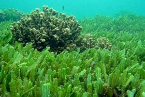 Constatan la capacidad de respuesta de las especies de fitoplancton marino al calentamiento global