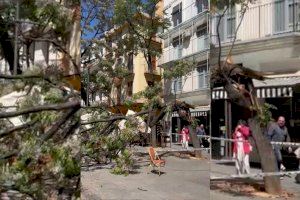 La sequía y el calor, posibles causas del desplome del árbol en el centro de Valencia
