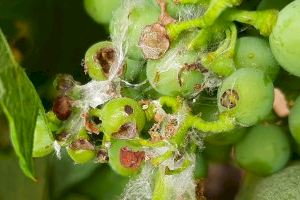 Botrytis cinerea, el hongo detrás de la 'podredumbre gris' de la uva que pone en alerta a agricultores y Generalitat