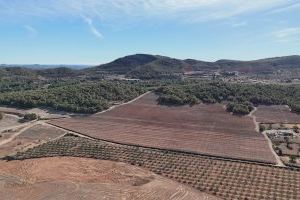 Garrofes autòctones valencianes d'arbres centenaris conquisten mig món