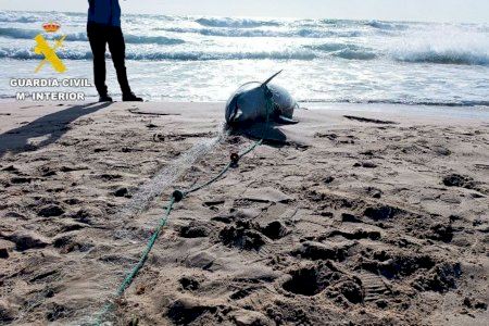 Mor un dofí embullat en unes xarxes de pesca en una platja del Perelló