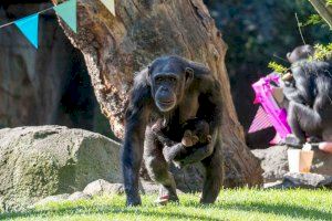 BIOPARC Valencia recuerda la emotiva historia del chimpancé “huérfano” Djibril en su 5º cumpleaños