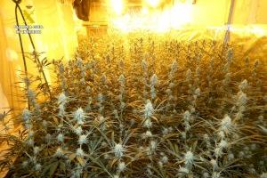 Alquila una nave industrial en pleno casco urbano de un pueblo de Alicante para cultivar una gran bosque de marihuana