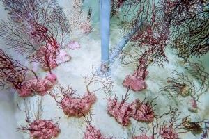 Ingresan en el Oceanogràfic 30 corales procedentes de Castelló gracias a la colaboración de los pescadores