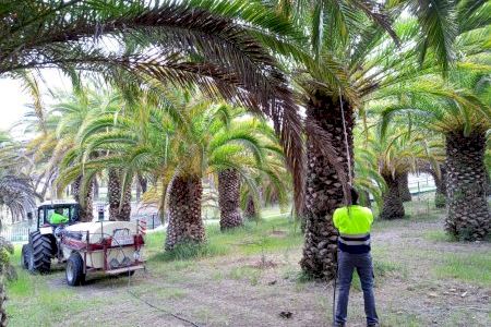 Una localidad de Castellón se blinda ante una peligrosa plaga que mata a palmeras