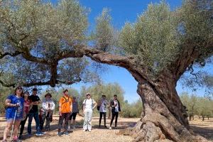 Canet lo Roig pone en valor el rico patrimonio de olivos milenarios con rutas guiadas