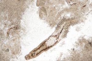 Científics del CSIC identifiquen dianes terapèutiques enfront del principal paràsit de l’orada en aqüicultura al Mediterrani