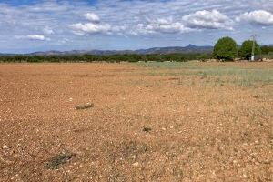 Alerta en el camp: La sequera asfixia als productors de cereals i ramaders de la Comunitat Valenciana