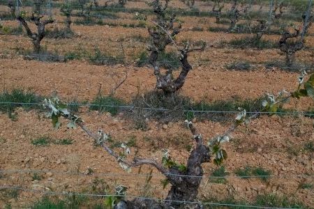 Les baixes temperatures causen estralls en les vinyes valencianes