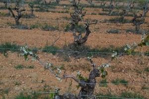 Las bajas temperaturas causan estragos en los viñedos valencianos