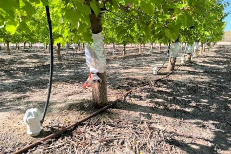 Pócima contra la sequía en la C. Valenciana: desarrollan un cultivo de albaricoques de alta calidad que requiera menos agua para su riego