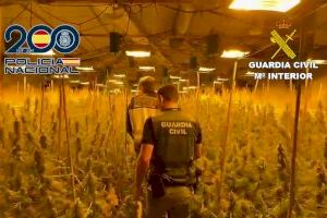 Narcofábrica en La Llosa de Ranes: desmantelan un macrocultivo de marihuana