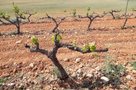 El secano valenciano 'en jaque' por la sequía y la guerra: En peligro la uva, la oliva, los frutos secos y el cereal