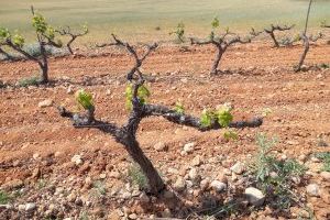 La sequera i la guerra a Ucraïna amenacen als cultius de secà valencians: La Unió exigeix ajudes directes urgents per a salvar al sector