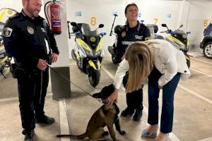 Almassora estudia implantar una Unitat Canina en la Policia Local