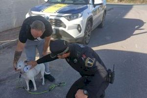 Nules blinda a su Policía Local con un curso sobre mordeduras de perros: agentes preparados para actuar ante cualquier ataque