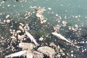 La AV de Natzaret de Valencia denuncia que el Ayuntamiento no explique las causas de la mortandad de peces en la desembocadura del Turia