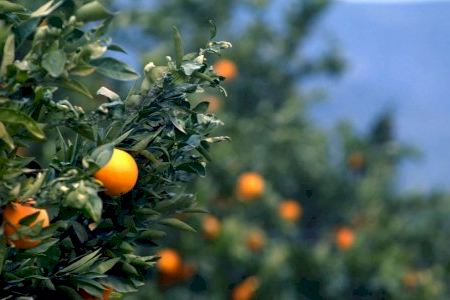 A juicio un padre y una hija de Vila-real por no pagar por las naranjas a agricultores de Valencia