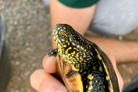 Convocan una jornada de estudio de las tortugas autóctonas en el humedal Ramsar de Moncofa