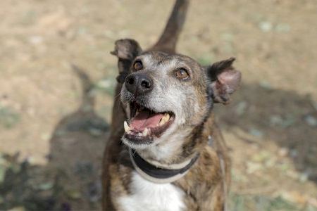 El Refugio de Animales de Paterna da visibilidad y fomenta la adopción de perros mestizos en la Semana del Perro Sin Raza