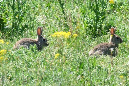 Nules pide ayuda urgente por una plaga de conejos fuera de control