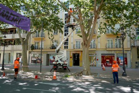 Xàtiva pone en marcha la revisión y poda de los plataneros de la Alameda para garantizar su seguridad y conservación