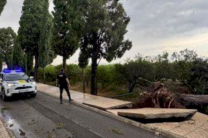 La Vilavella, devastada por la tormenta: caída de árboles y riesgo de desprendimientos - (foto 2)