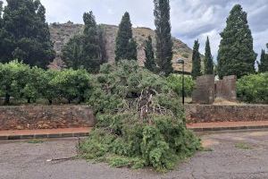 La Vilavella, devastada por la tormenta: caída de árboles y riesgo de desprendimientos - (foto 9)