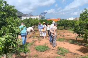 La Vilavella, devastada por la tormenta: caída de árboles y riesgo de desprendimientos - (foto 3)