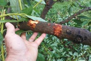 El sur de Castellón, arrasado por una de sus mayores tormentas: casi 30 millones de pérdidas y camino de la cosecha más baja de Clemenules - (foto 5)